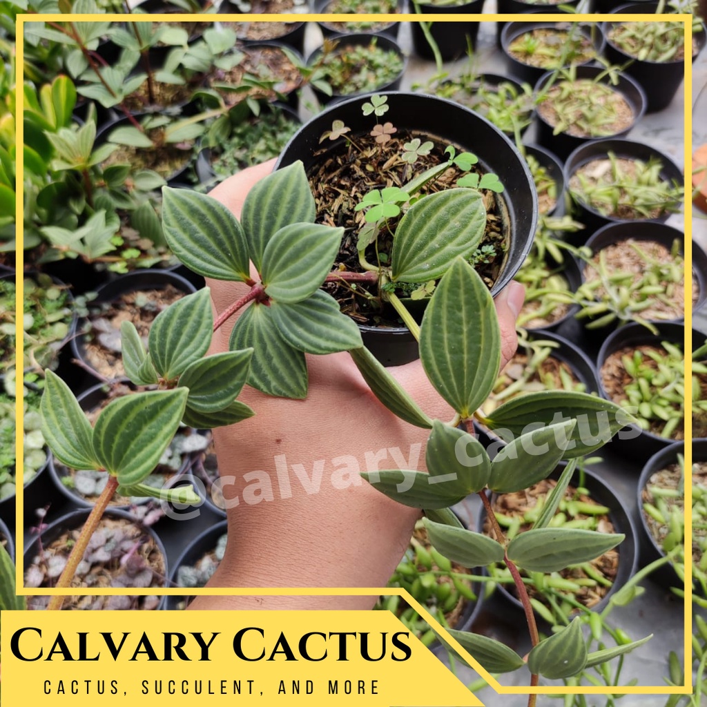 Peperomia Puteolata / Peperomia Tetragona / Peperomia Parallel