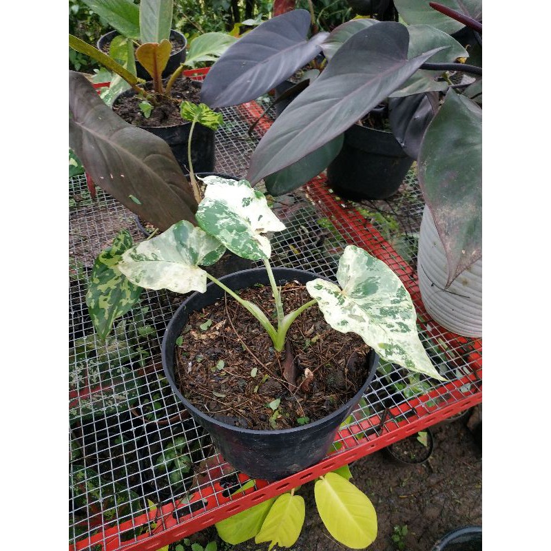 Talas Xanthosoma Sagittifolium