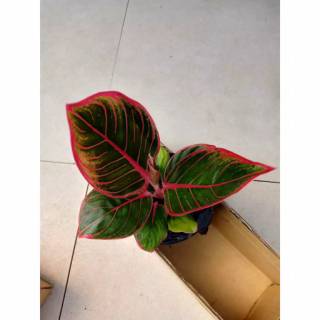 Aglonema Kanza tanaman hias aglonema kanza remaja Aglonema Kanza tanaman hias aglonema kanza remaja
