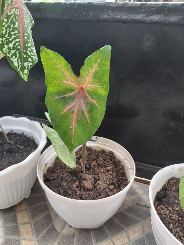 Tanaman Hias Keladi Lipstik Pink Tanaman Hias