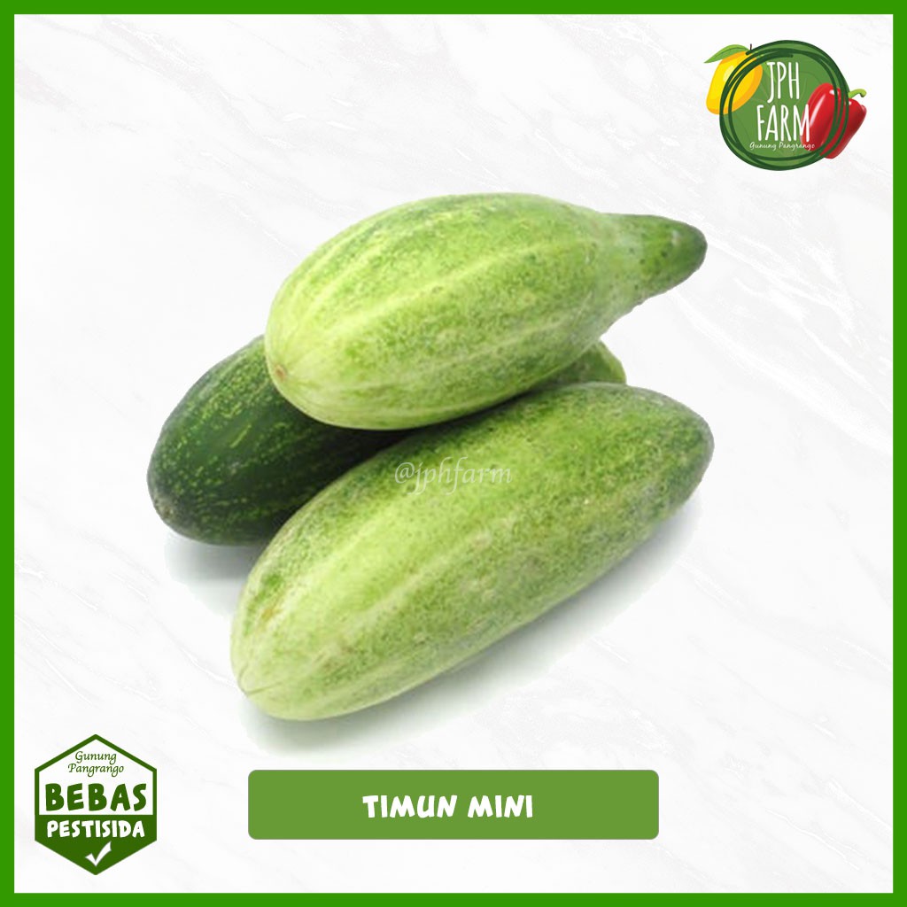 

Timun Lokal Non Pestisida, Cucumber 500g