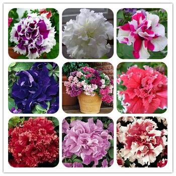 10 Biji Bunga Petunia Double Petal (Mixed Colours)