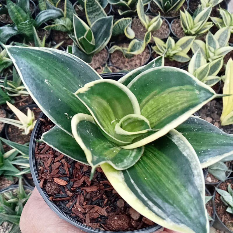 sensivera pagoda varigata