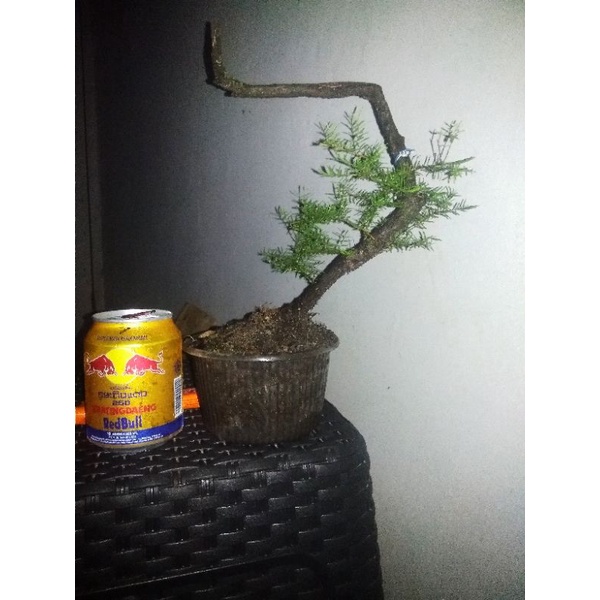 bonsai cucur atap/sapu sapu