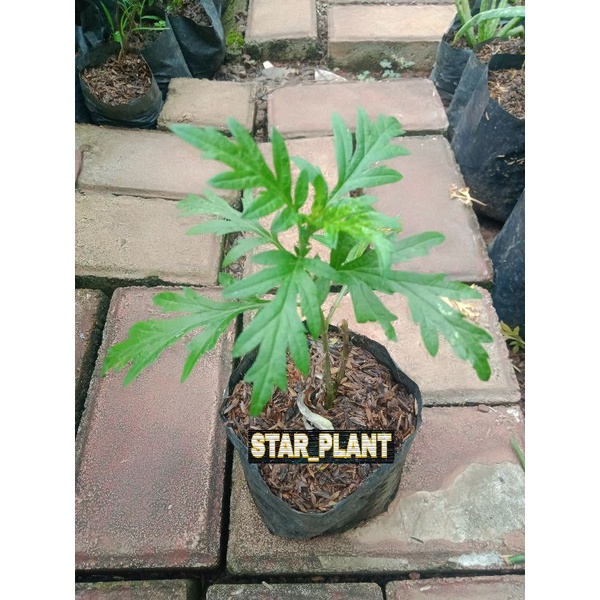 tanaman herbal daun baru cina