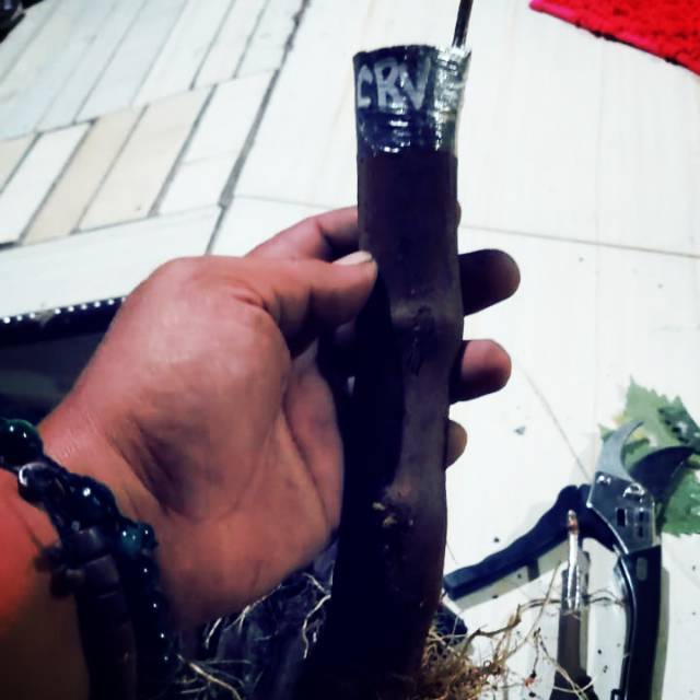 paket 2 pcs cutting anggur import sisip carnival