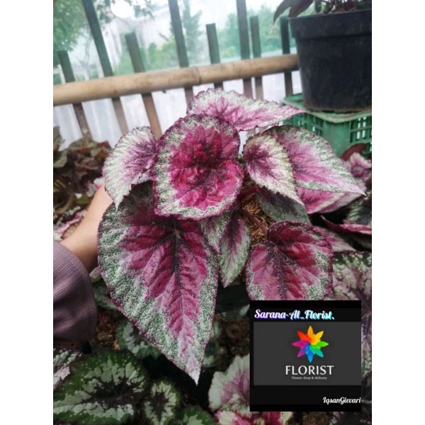Begonia daun pelangi merah