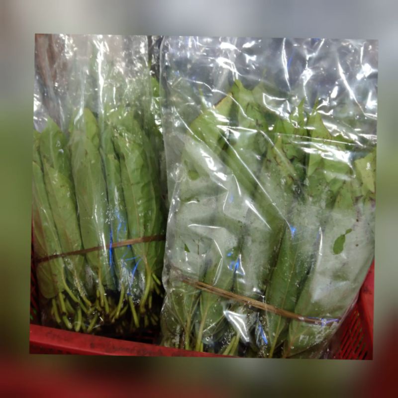 

daun sirih/napuran medan