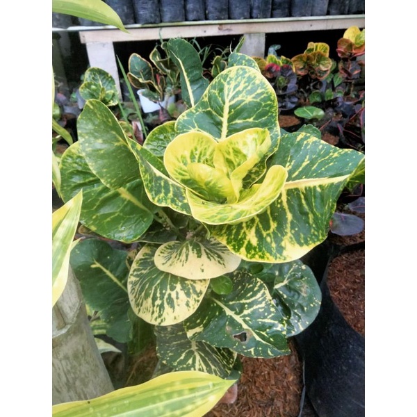 bibit tanaman hias puring apel sritanjung