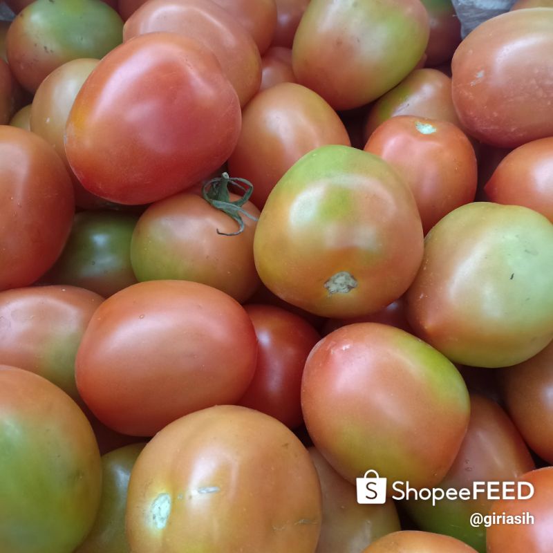 

sayur fresh tomat super