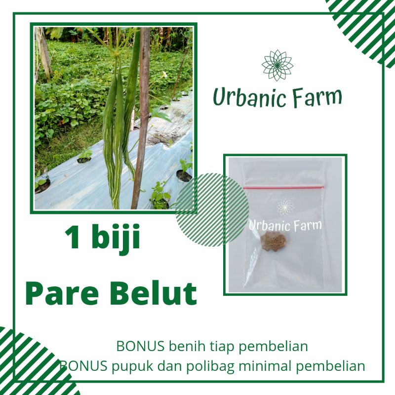 1 biji Pare Belut Bintang Asia- benih Eceran Seribuan Murah