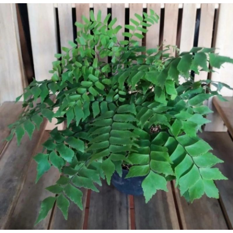 Pohon Suplir Gajah Tanaman Hias Gantung Pohon Pakis Suplir gajah