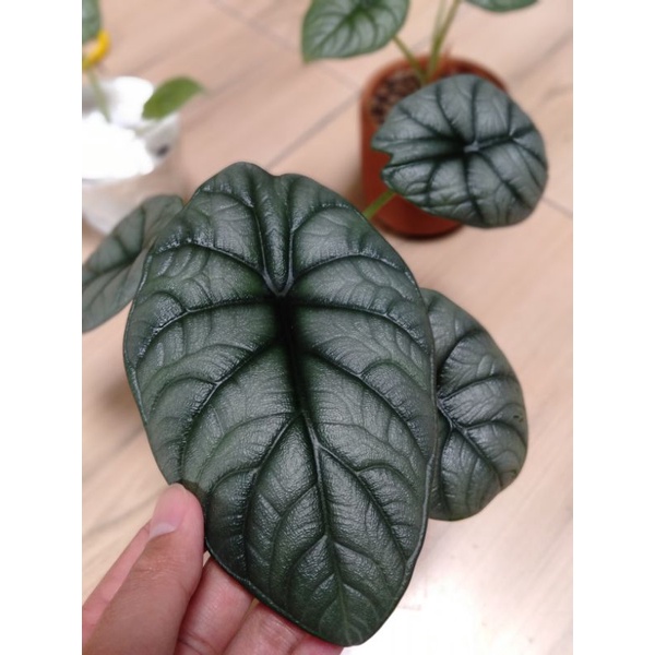 Alocasia Dragon Moon (melo silver)