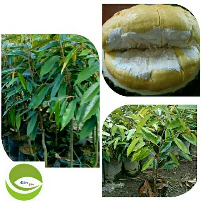 Bibit Tanaman Buah Durian Bawor/Pohon Buah Durian Bawor Mas/Duren Montong