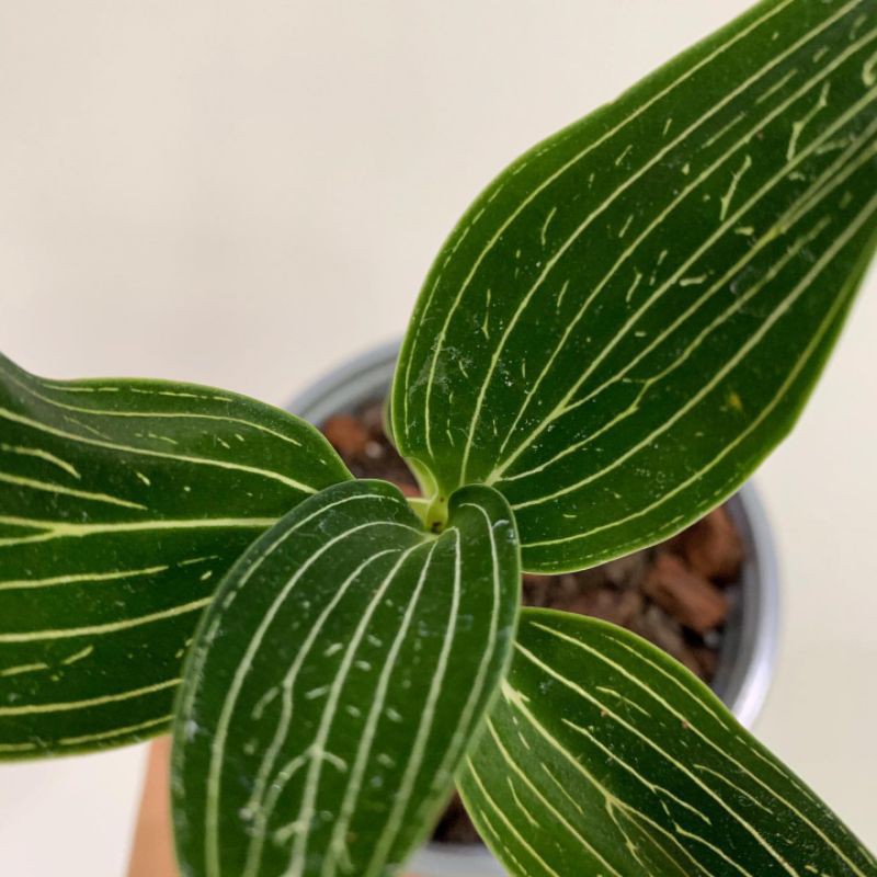 Jewel orchid (Ludisia Alba)