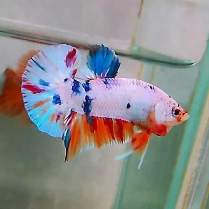 (PROMO CUPANG KOI BAHANAN) CELLO,MULTI,Nemo,RANDOM