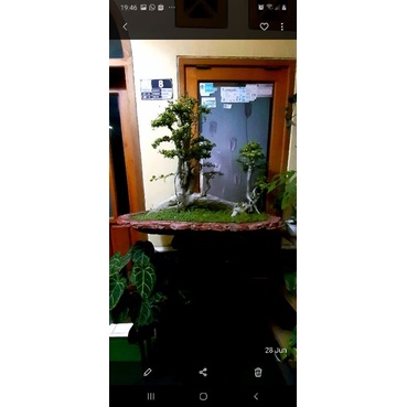 bonsai serut model rap besar siap kontes