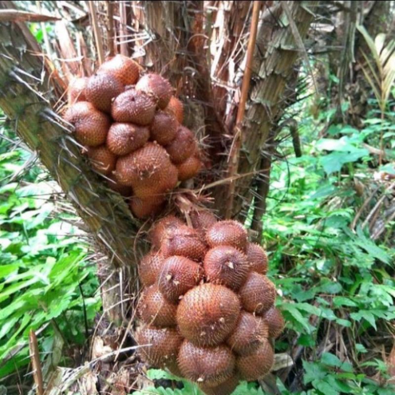 

Salak Bali Khas Rasa Asam Manis Oleh Oleh Khas Bali 1kg