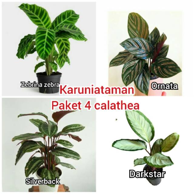 Paket Hemat 4 Pohon Calathea Cantik Tanaman Hias Shopee Indonesia