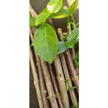 Sancang Varigata Bahan Steak Bahan Bonsai