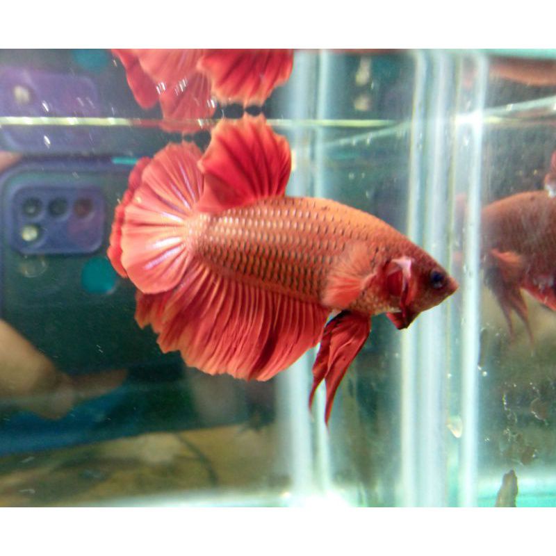 Ikan Cupang HM Super Red size L
