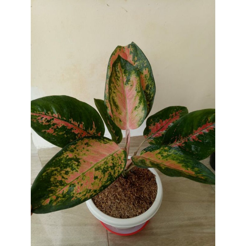 bibit bunga aglonema kochin hybrid