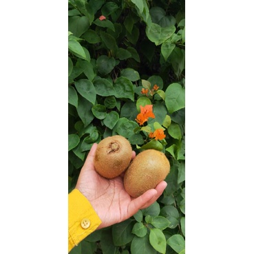 

kiwi hijau