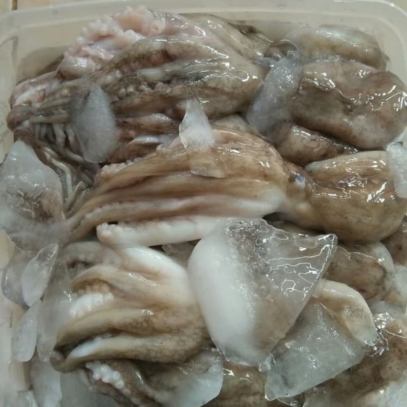 

Baby Gurita 1kg fresh