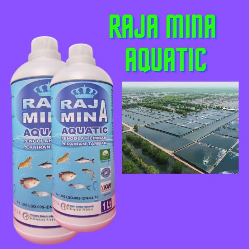 PROBIOTIK tambak ikan nila terdekat, RAJAMINA AQUATIC meningkatkan ketahanan hidup udang, ikan Lele