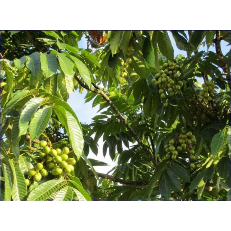 Revando45 Pupuk Matoa Organik Pelebat Dan Booster Buah Matoa Pupuk Matoa Cepat Berbuah Lebat Pupuk