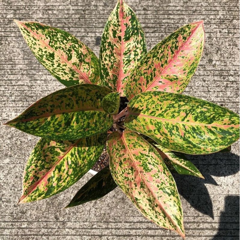 Aglonema Bigroy/ Bunga aglonema big roy/ tanaman hias hidup/ tamaman hias murah meriah/ aglonema mur