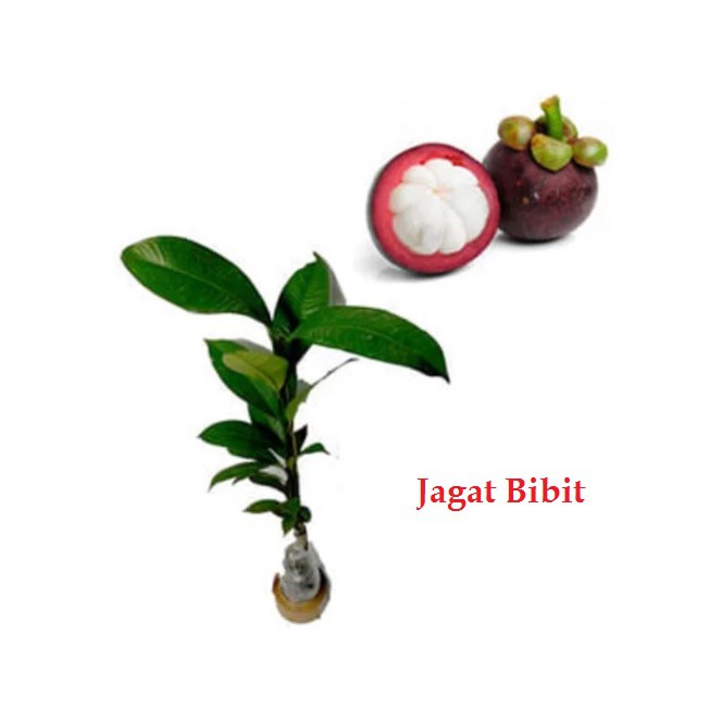 Bibit Manggis Okulasi