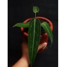 anthurium waroqueanum ori