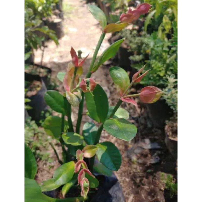 Tanaman hias cucak rowo