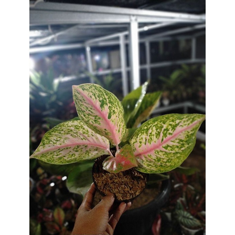 Aglonema Gress pink (harga grosir)