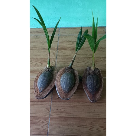 bahan bonsai kelapa minion setengah kupas tunas panjang