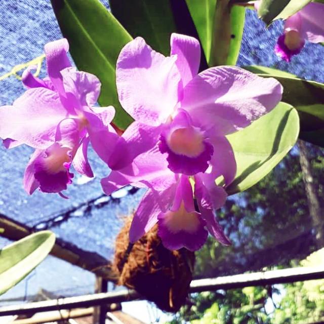 Angrek Catleya mantini  dewasa