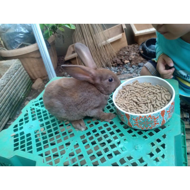 Kelinci mini rex bulu karpet carpet/ kelinci lucu /