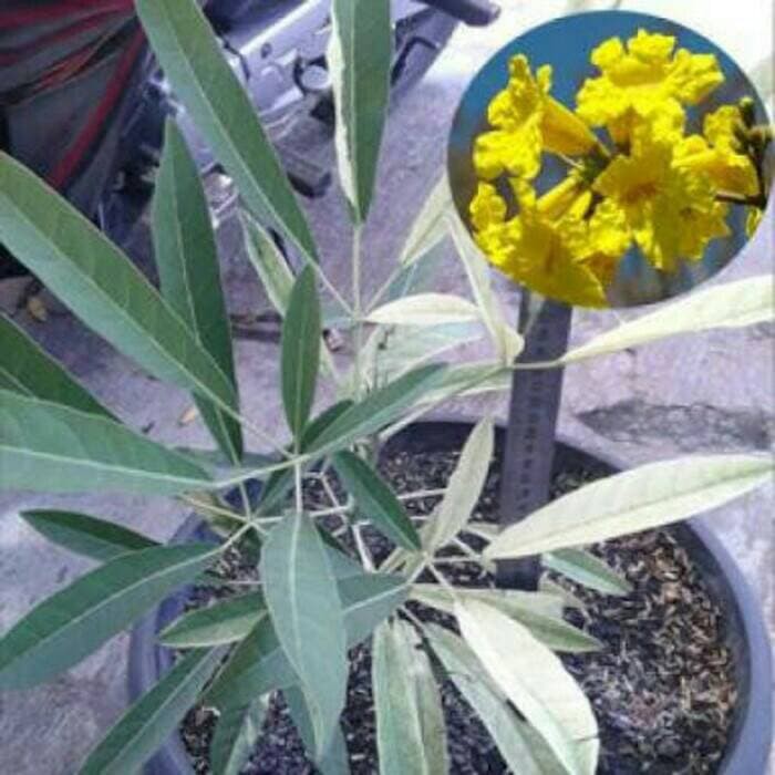

tanaman bunga tabebuia kuning
