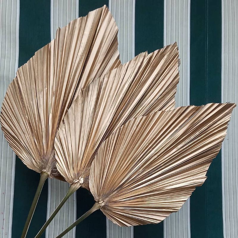 Palem Kering Dekorasi