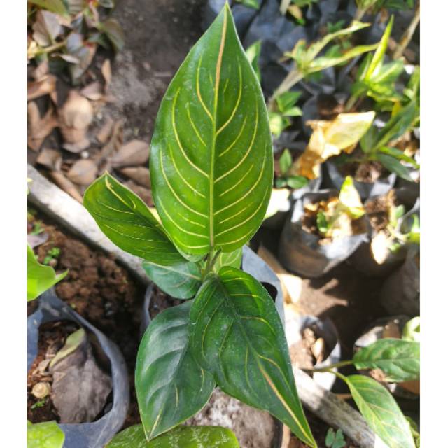 Aglonema rotundum aceh hijau murah 