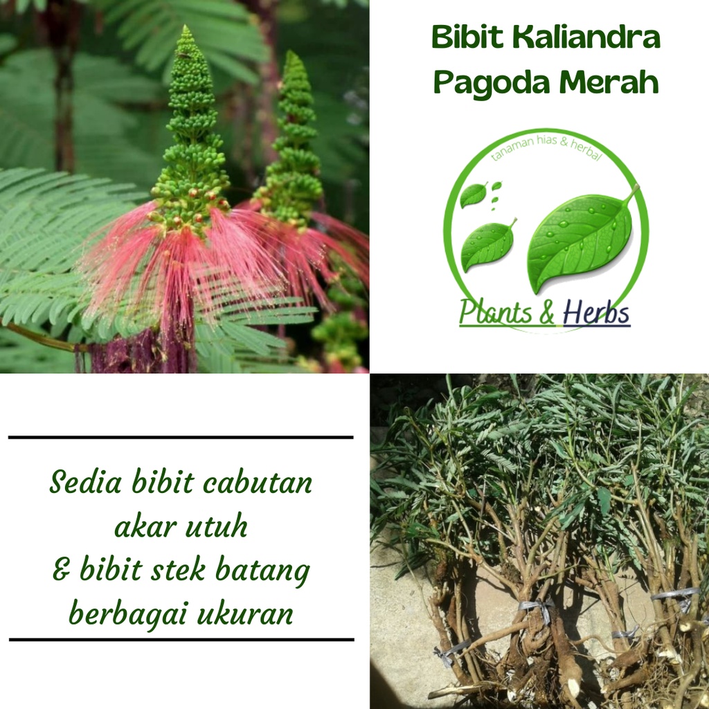 [ COD ] Bibit Kaliandra Pagoda Merah - Bibit Tanaman Kaliandra Murah