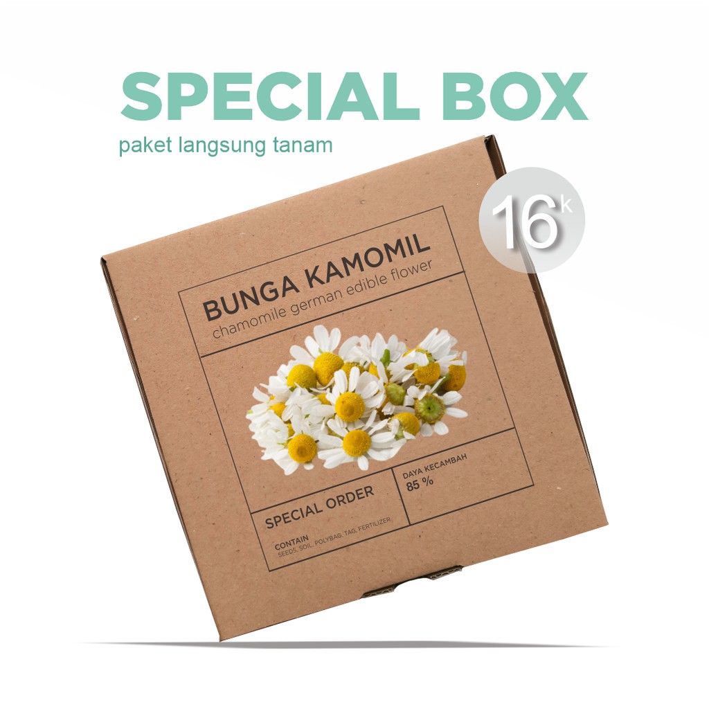 Paket Langsung Tanam - Gardening Kit - SPECIAL BOX - Benih Chamomile German Bunga Kamomil untuk Teh Seeds