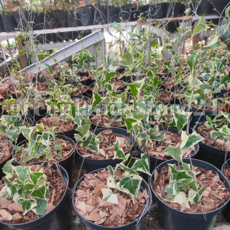 Tanaman hias Ivy variegata - tanaman hias gantung - Ivy variegata - Ivy - English ivy