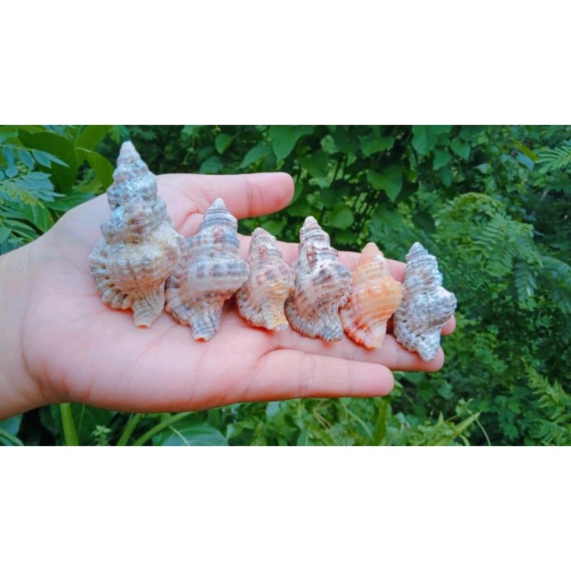(Kerang Hias) Cangkang Siput laut tutufa 100 gram