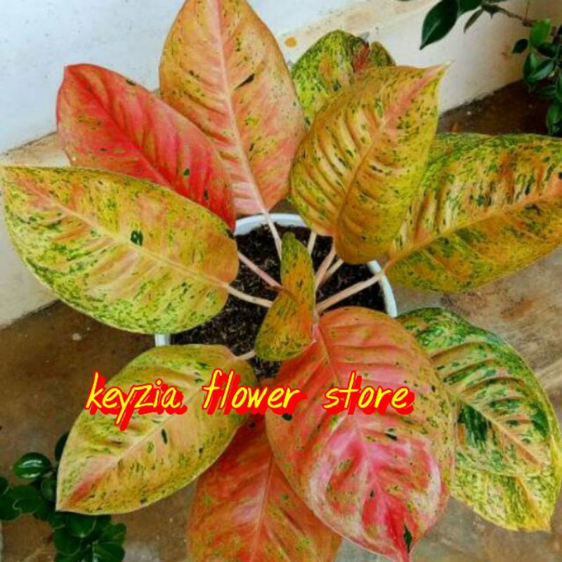 aglonema big roy mutasi merah