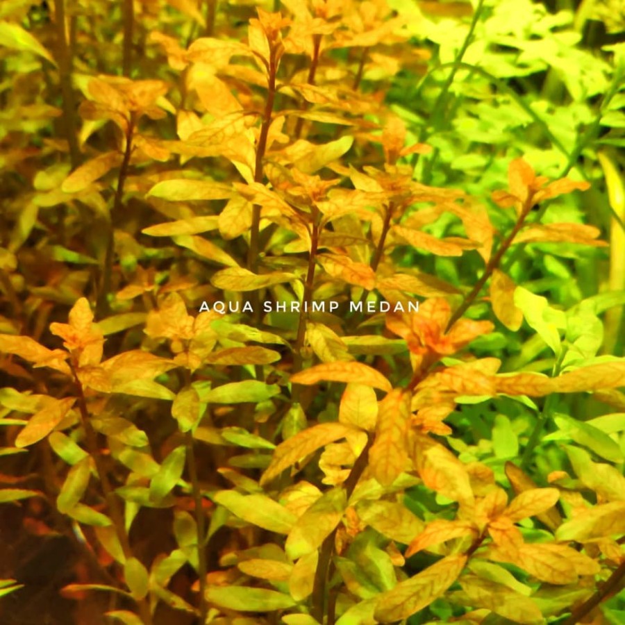 Ludwigia inclinata brown /tanaman aquascape