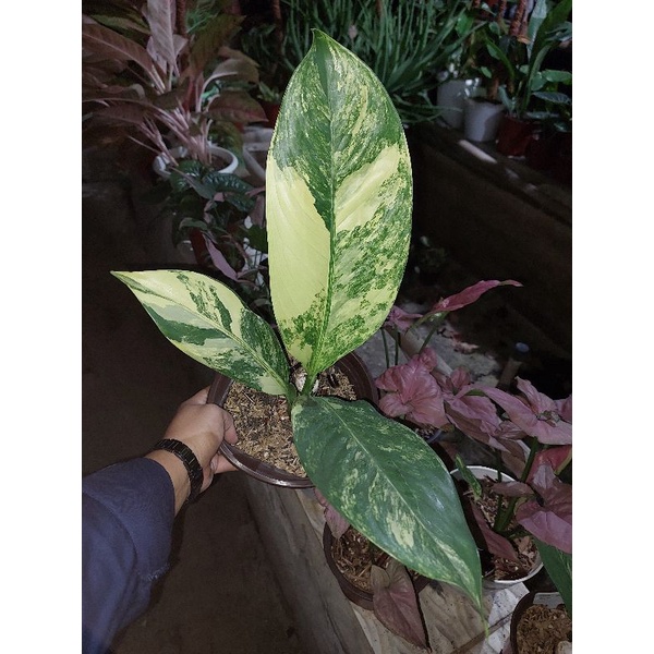 DIVEN PANGLIMA VARIGATA