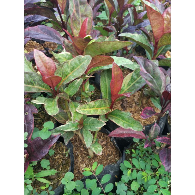 bunga melati jepang merah / daun merah