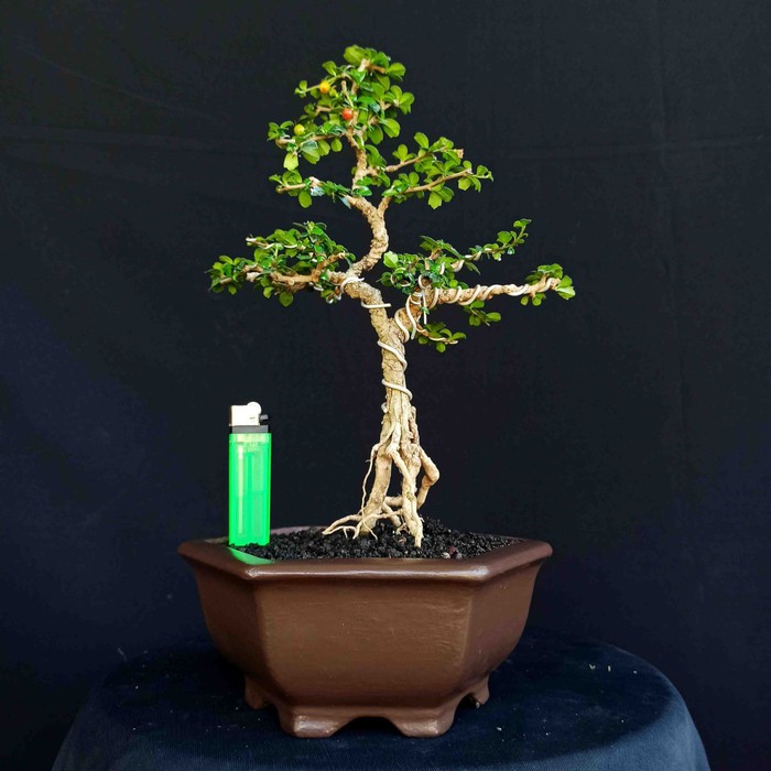 Bonsai Pohon Hokiantea Mikro Import Berbuah Natural
